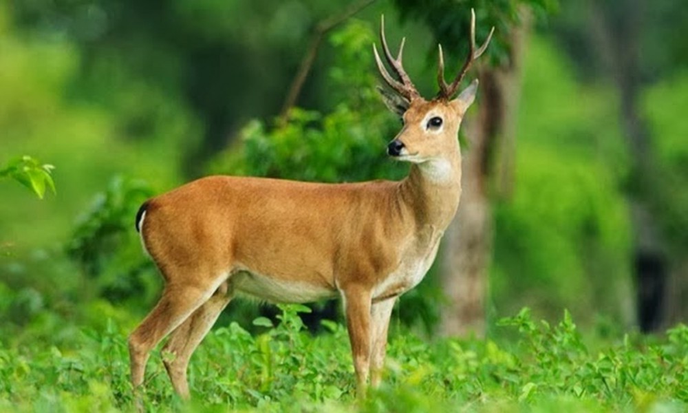 6 Helpful Deer Hunting Tactics For Hunting Season