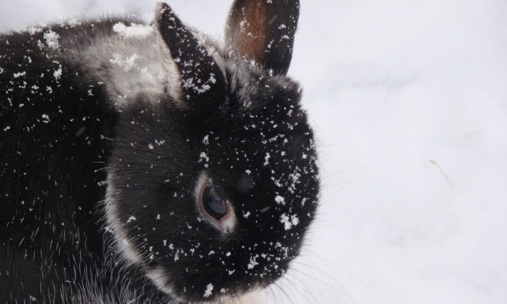 3 Tips For Rabbit Hunting In Winter
