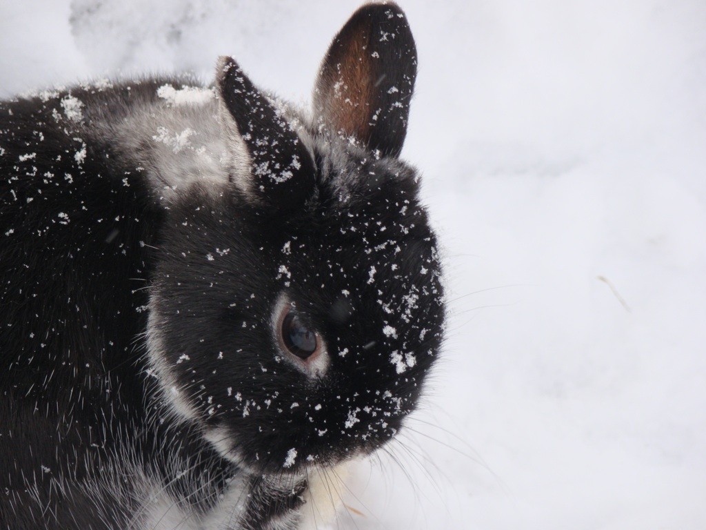 Useful rabbit hunting tips for winter season 01