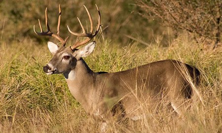 4 Mistakes You Should Know About Deer Hunting