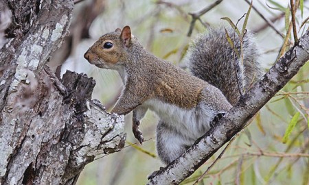 4 Steps To Hunting the Squirrel In Cold Day