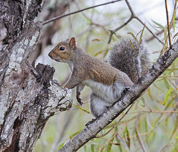 4 Steps To Hunting The Squirrel In Cold Day