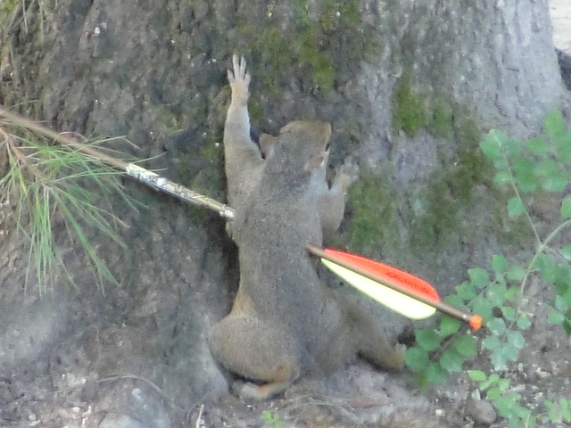 10 Practical Tips Help You Squirrel Hunting Successfully