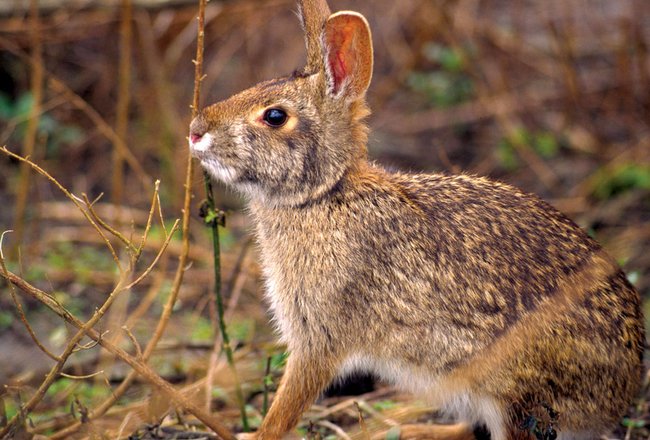 Rabbit Hunting Shooting Tips You Have To Learn
