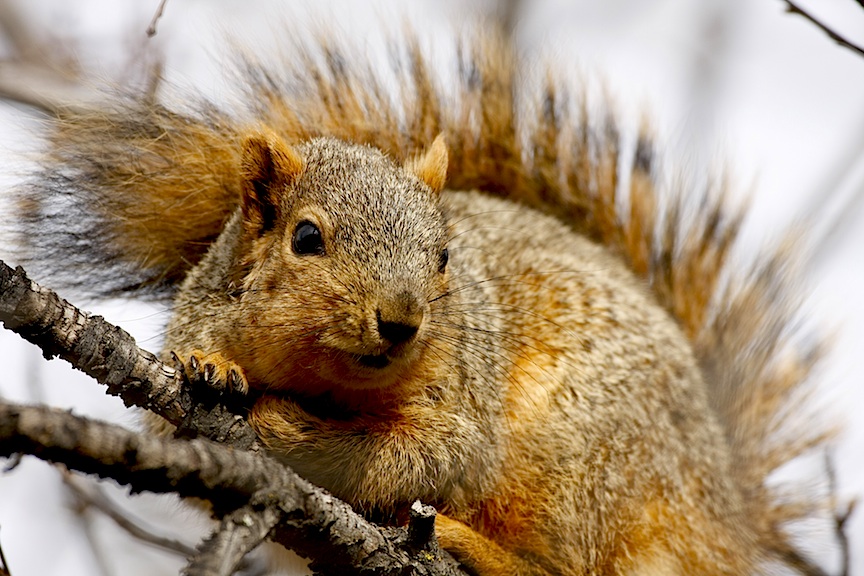 3 Useful Tips -Squirrel Hunting In Early season