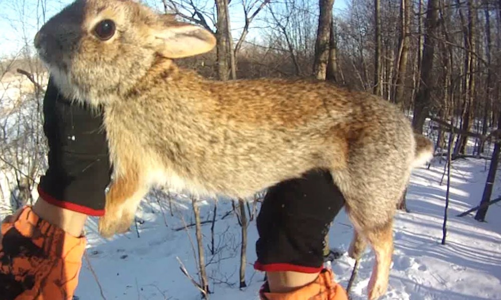 How To Hunting The Cottontails In Utah