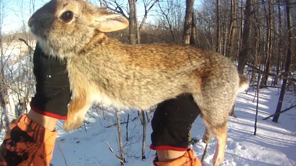 How to hunting the Cottontails 02