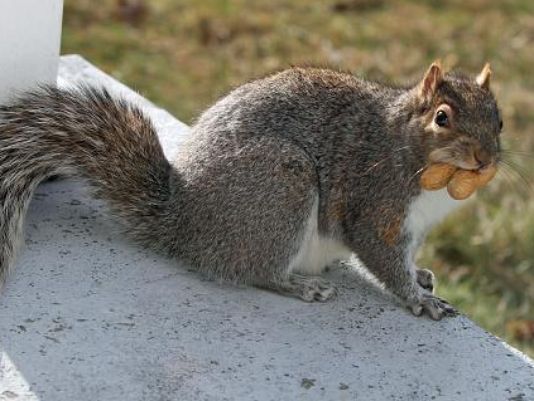 Hunting Game-Don’t Miss The 4 Useful Squirrel Hunting Tips