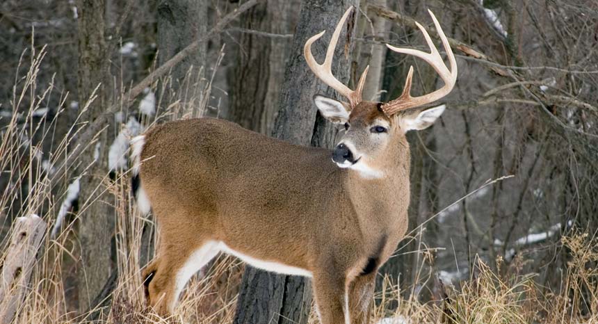 Deer Hunting Tips-Catch The Deer Quickly In 6 Steps