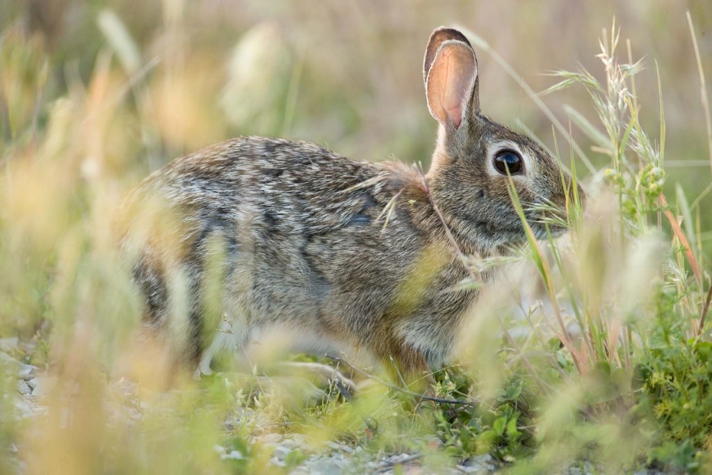 7 useful rabbit hunting tips 02