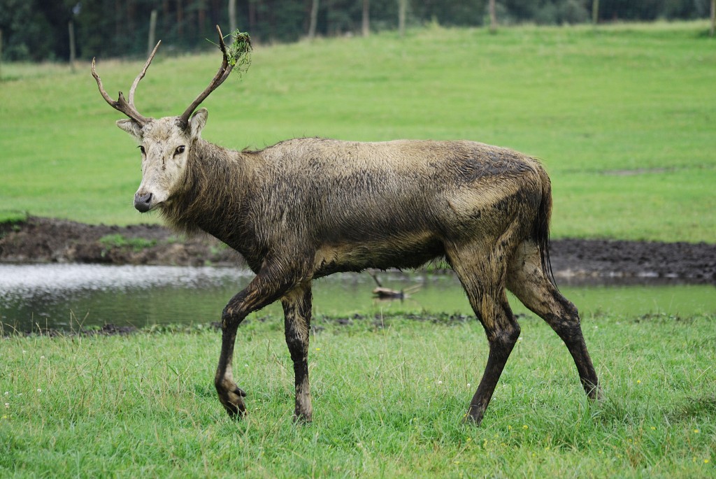 Deer hutning tips-how to call the deer