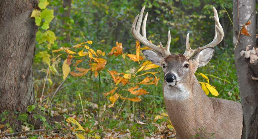 What Weapons Are The Best For Deer Hunting