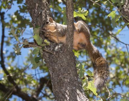 5 problems that squirrel hunters should not do 02