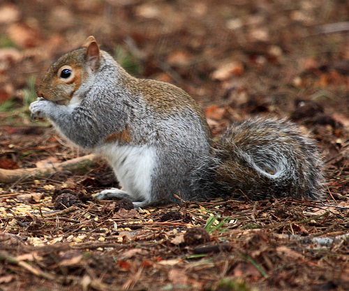 3 Steps To Hunt A Squirrel Successfully