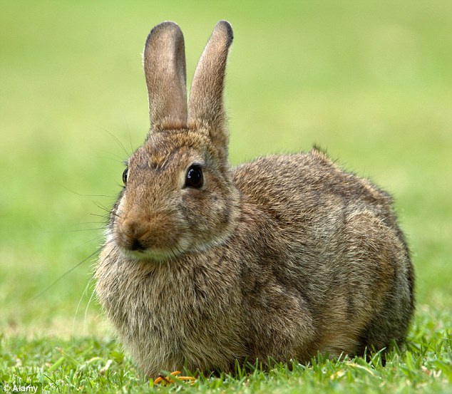 simple hunting ideas for rabbit hunters