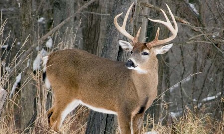 Deer survival that hunters misundertood