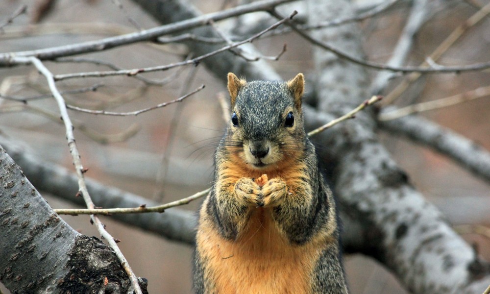 Squirrel hunting tips for beginning hunters