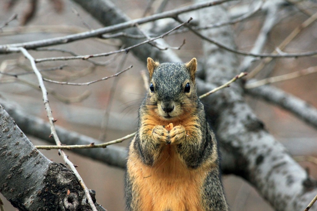 Squirrel hunting tips for beginning hunters