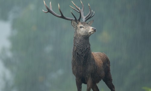 How you can catch the deer in rainy day 02