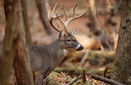 How To Hunt A Deer For Bowhunters During The Offseason