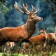 Useful deer hunting tips