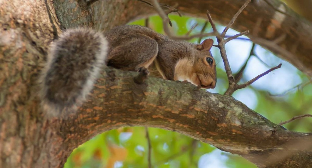 Squirrel warm season hunting tips