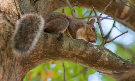 Squirrel warm season hunting tips