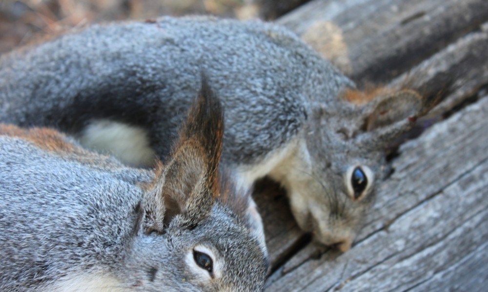 Top10 Squirrel Hunting Skills For Warm Season