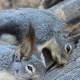 Squirrel warm season hunting tips 04