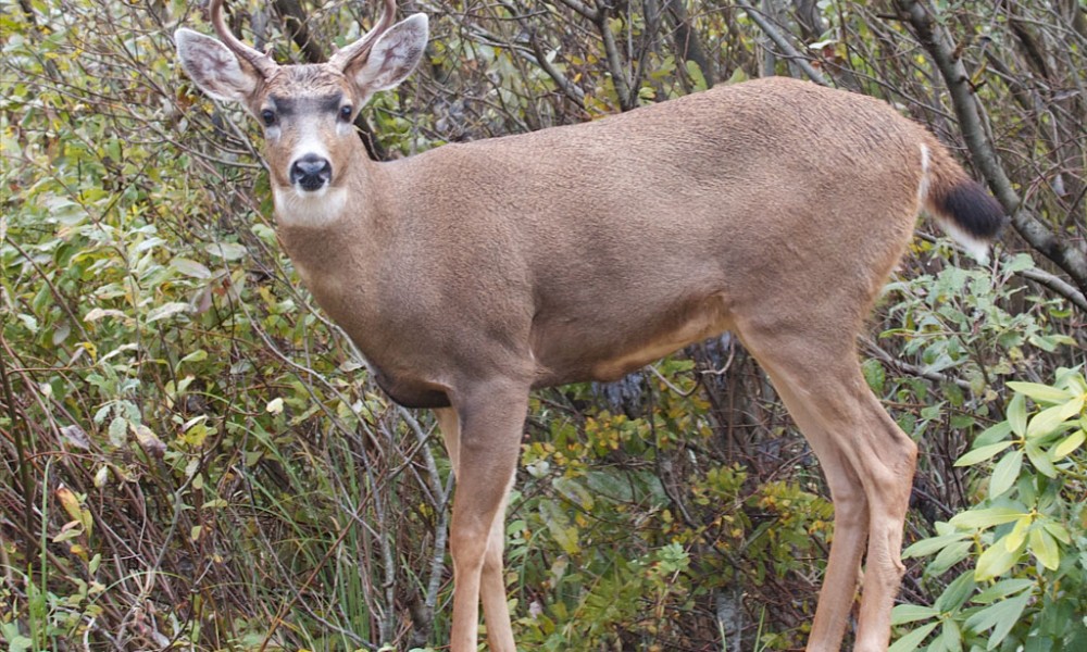 How To Hunt A Black-Tailed Deer Successfully