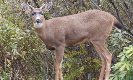 Top5 skill help you hunt a black tail deer 02