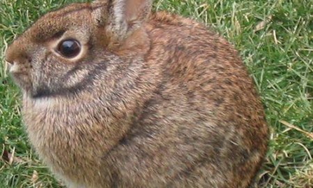 How to hunt the cottontail