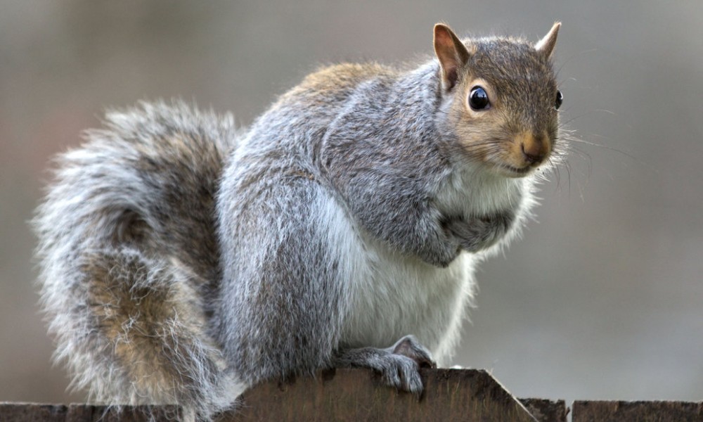 Hunting Tips For Youth-How To Catch The Grey Squirrel
