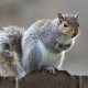 How to hunt the grey squirrel 02