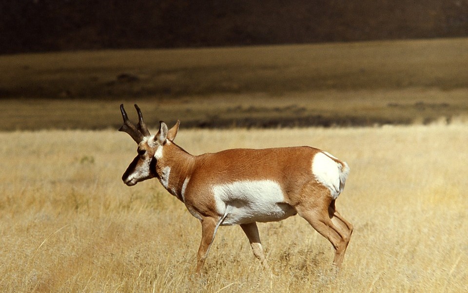 How To Judging A Pronghorn Antelope Buck In The Field