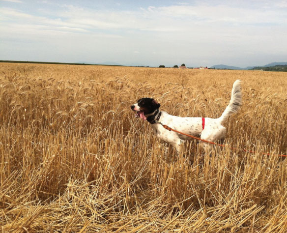6 TIPS TO KEEP YOUR DOG COOL WHILE BIRD HUNTING