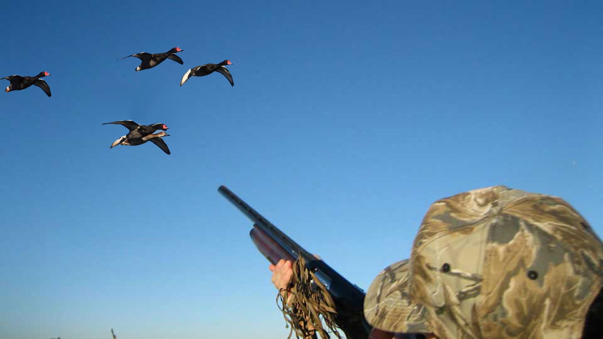 duck-hunting-tips-for-beginners-the-best-and-most-complete-hunting-tips