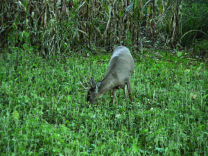 Crunch Time Tips For Whitetails