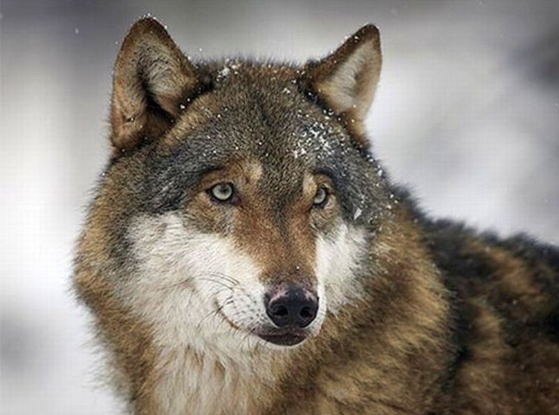 Anti Hunting: Arguments Made to Support States’ Rights in Wolf Case