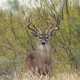 a young buck deer