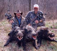 Hunting feral hogs
