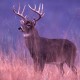 deer hunting