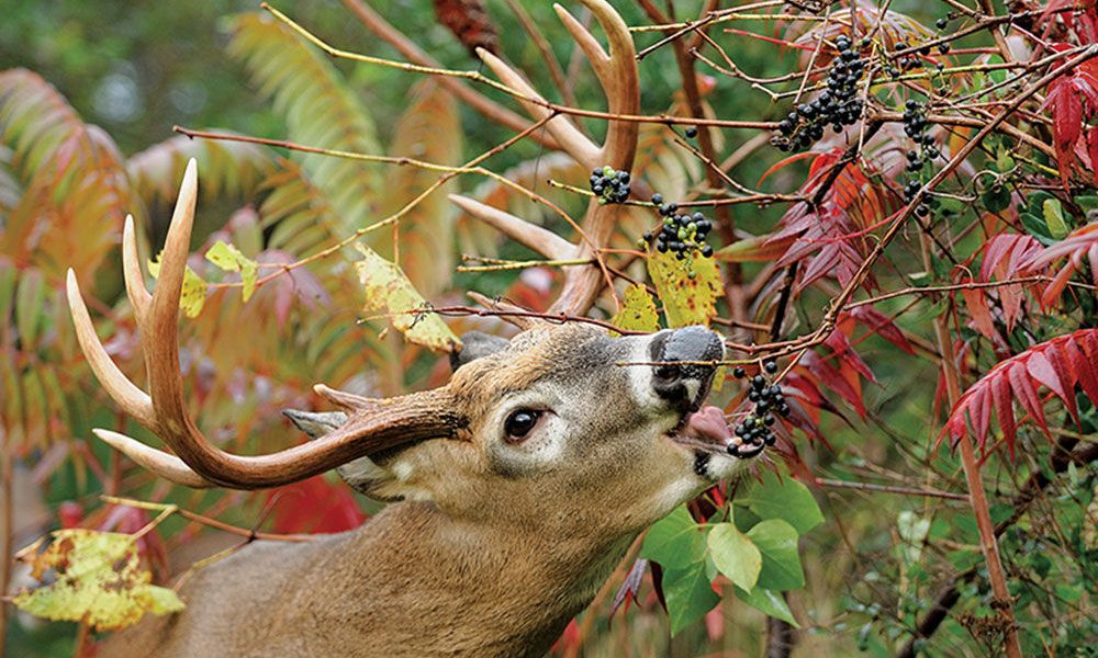 Tips on How to Transform Bedding Areas, Create Deer Ambush Sites