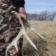 Western States Ban Winter Shed Hunting