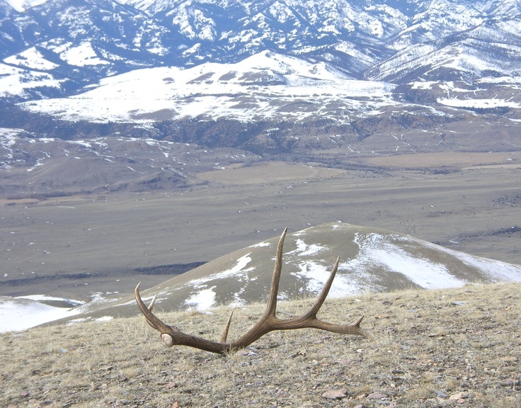 3 Reasons You’re Not Finding Shed Antlers